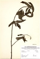 藏品(大葉溲疏)的圖片